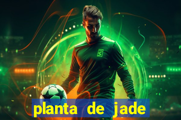 planta de jade significado espiritual